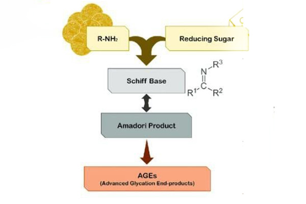 Cơ chế hình thành glycation tiên tiến không gây dị ứng (AGEs)