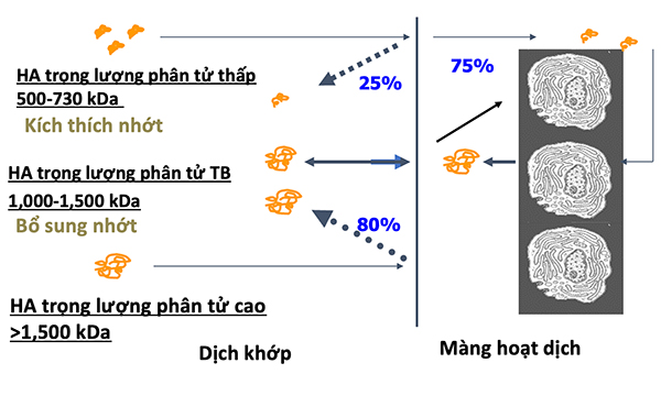 Vai trò của Hyaluronic ngoại sinh